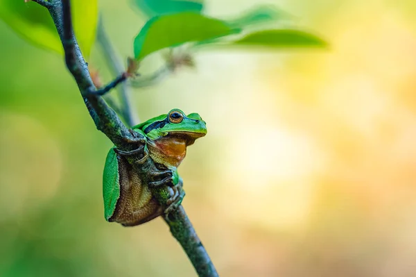 Bir ağaç dalında oturan Avrupa ağaç kurbağası (Hyla arborea). Bulanık renkli arkaplan.