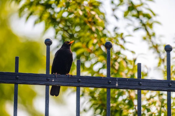 Quiscale Turdus Merula Assis Sur Une Clôture Métallique Soleil Brille — Photo