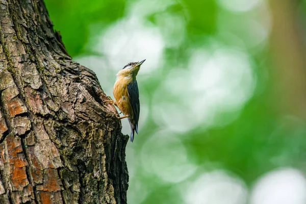 Eurasian Nuthatch Wood Nuthatch Sitta Europaea Awaits Its Nest Looks — стоковое фото