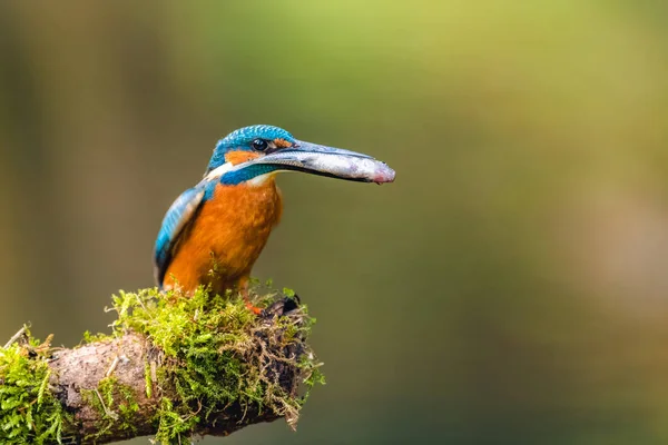 Pescador Comum Macho Alcedo Atthis Com Pequeno Peixe Seu Bico — Fotografia de Stock