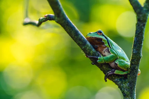 European Tree Frog Hyla Arborea Rests Twig Bush Green Background Stock Photo