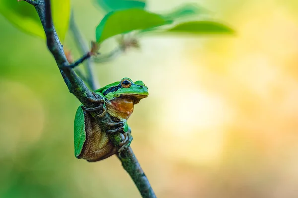 European Tree Frog Hyla Arborea Sitting Tree Branch Blurred Colorful Royalty Free Stock Images