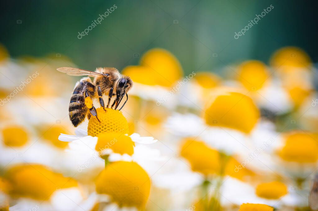 The honey bee feeds on the nectar of a chamomile flower. Yellow and white chamomile flowers are all around, the bee is out of focus, the background and foreground are out of focus. Macro photography.