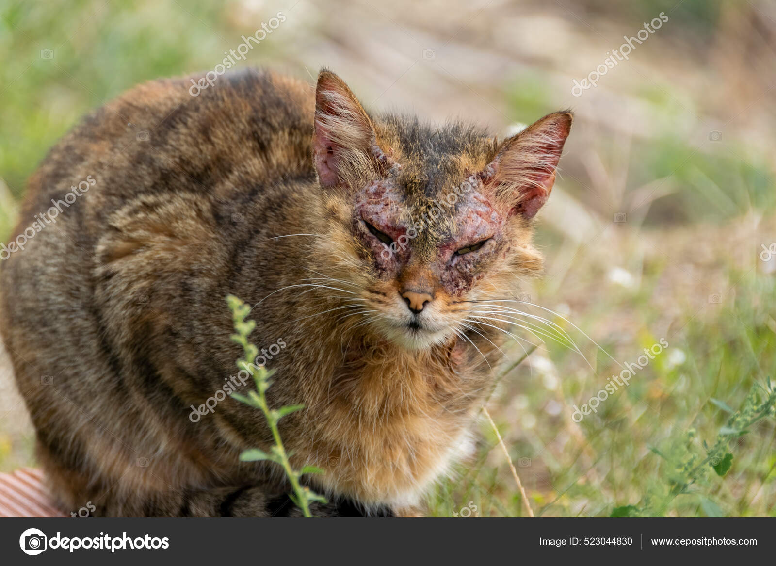 European Cat Notoedric Mange Also Known Feline Scabies