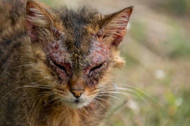 Notoedric uyuz olan Avrupalı bir kedi, kedi uyuz olarak da bilinir.