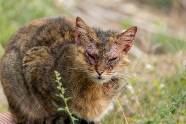 Notoedric uyuz olan Avrupalı bir kedi, kedi uyuz olarak da bilinir.
