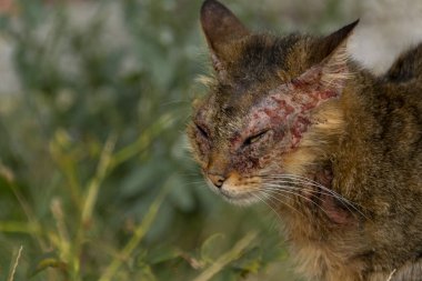 Notoedric uyuz olan Avrupalı bir kedi, kedi uyuz olarak da bilinir.