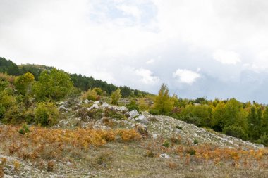 Arnavutluk 'ta sonbahar sezonu. Renkli sonbahar orman manzarası