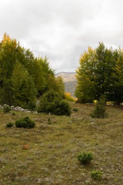 Arnavutluk 'ta sonbahar sezonu. Renkli sonbahar orman manzarası