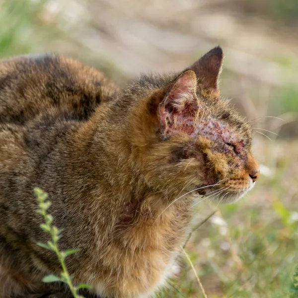 Notoedric uyuz olan Avrupalı bir kedi, kedi uyuz olarak da bilinir.