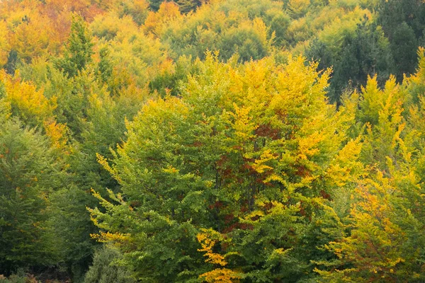 Temporada Outono Albânia Paisagem Florestal Outono Colorida — Fotografia de Stock