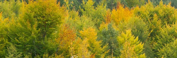 Herbstzeit Albanien Bunte Herbstliche Waldlandschaft — Stockfoto