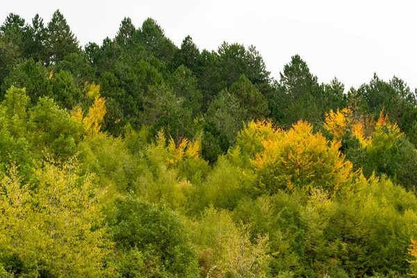 Herbstzeit Albanien Bunte Herbstliche Waldlandschaft — Stockfoto