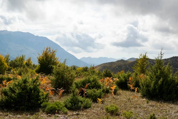 Herfstseizoen Albanië Kleurrijk Herfstboslandschap — Stockfoto