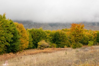 Arnavutluk 'ta sonbahar sezonu. Renkli sonbahar orman manzarası