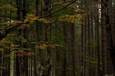 Renkli sonbahar ormanının yakın görüntüsü. Altın sonbahar sezonu detayı