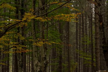Renkli sonbahar ormanının yakın görüntüsü. Altın sonbahar sezonu detayı