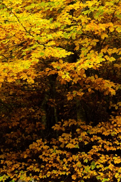 Закрыть Вид Цветущий Осенний Лес Золотая Осень — стоковое фото