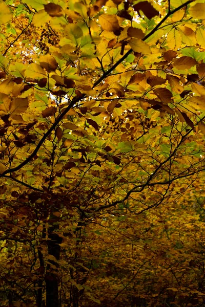 カラフルな秋の森の眺めを閉じます 黄金の秋の季節の詳細 — ストック写真