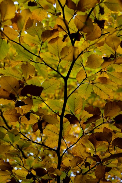 Закрыть Вид Цветущий Осенний Лес Золотая Осень — стоковое фото