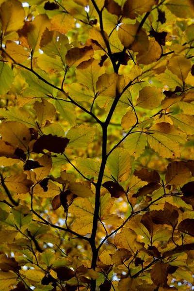 Close View Colorful Autumn Forest Golden Fall Season Detail — Stock Photo, Image