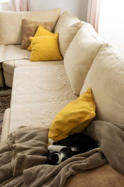 Kanepede uyuyan kedi. Modern apartman ve moda mobilyaların içinde rahat bir oturma odası..