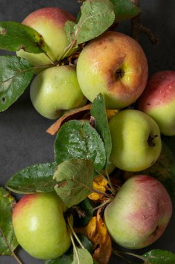 Gri arka planda taze yaprakları olan taze kırmızı elmalar..