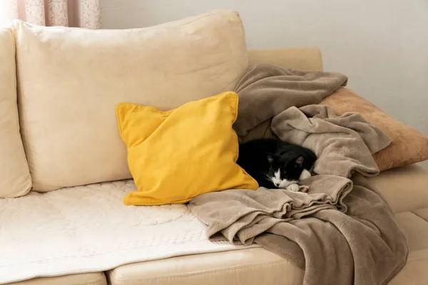 Gato Dormindo Sofá Aconchegante Elegante Sala Estar Interior Apartamento Moderno — Fotografia de Stock