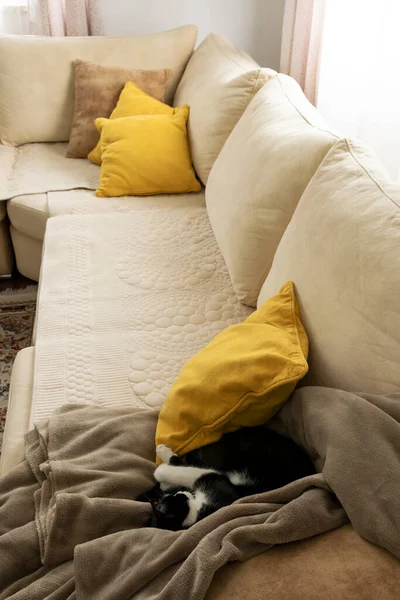 Gato Dormindo Sofá Aconchegante Elegante Sala Estar Interior Apartamento Moderno — Fotografia de Stock