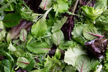 Taze salata yapraklarına, sağlıklı organik gıda malzemelerine yakından bakın.