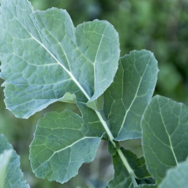 Yabani brokoli yapraklarına yakın, tarım kavramı.