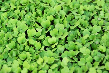 Genç roka filizleri, tarım, tarım kavramı. Yeşil yapraklı arkaplan