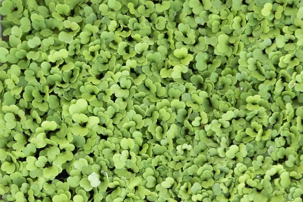 Νεαρά Λάχανα Ρόκα Αγροτικά Καλλιεργητικά Πράσινο Φυλλώδες Φόντο — Φωτογραφία Αρχείου