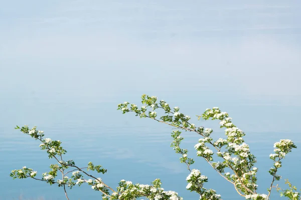 Мінімальна Деталь Природи Гілка Квітки Фоні Блакитної Води — стокове фото