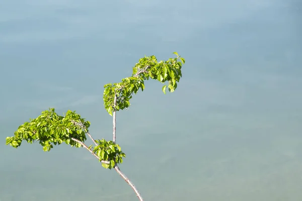 微小的自然细节 蓝水背景下的花朵枝条 — 图库照片