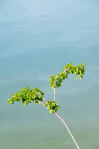Minimal Nature Detail Blossom Branch Blue Water Background — Stock fotografie