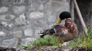 Free mallard in the farm. Aquatic bird lifestyle and habits