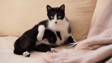 Hamile kedi kanepeye uzanıp kürkünü temizliyor.