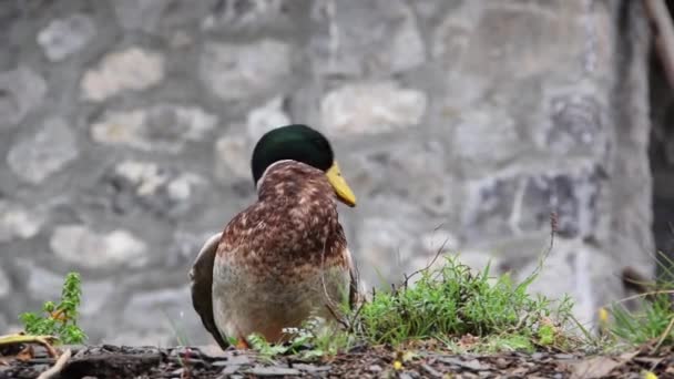 Free Mallard Farm Aquatic Bird Lifestyle Habits — Stock videók