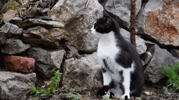 Ασπρόμαυρη Οικιακή Γάτα Στον Κήπο — Αρχείο Βίντεο