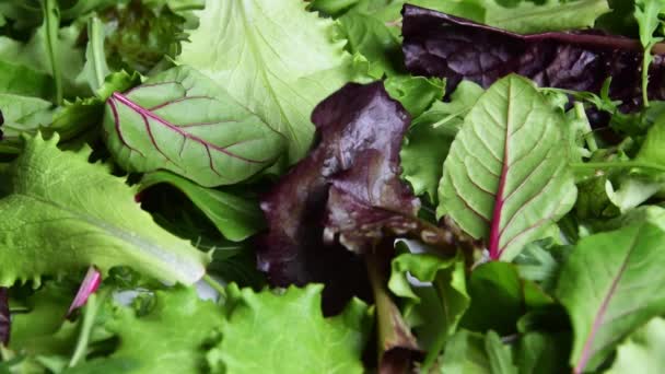 Taze Salata Yapraklarına Sağlıklı Organik Gıda Malzemelerine Yakından Bakın — Stok video