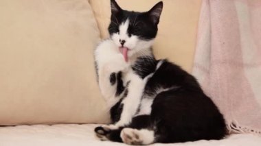 Pregnant cat lying on the sofa cleaning her fur