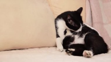 Pregnant cat lying on the sofa cleaning her fur