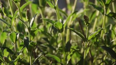 Adaçayı bitkilerinin kapatılması, tarım konsepti, doğa geçmişi