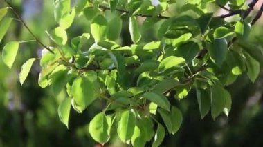 Pear branch moving by the wind