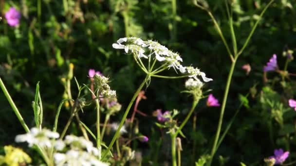 Blomsterfält Med Vilda Blommor Avkopplande Naturutsikt — Stockvideo