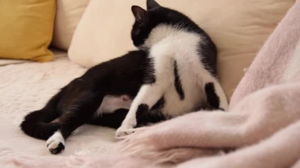 Hamil Kucing Berbaring Sofa Membersihkan Bulunya — Stok Video