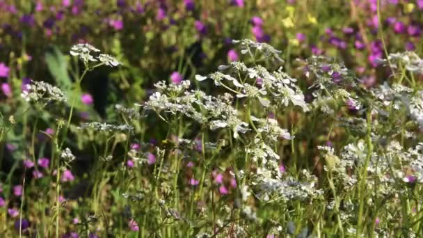 Blossom Field Wildflowers Relaxing Nature View — ストック動画