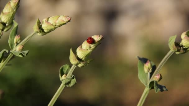 草の茎の上のてんとう虫 植物の昆虫 — ストック動画