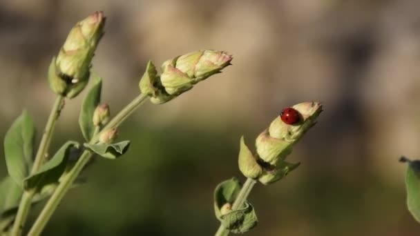 Mariquita Tallo Salvia Insectos Las Plantas — Vídeos de Stock